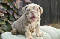 Chester, a male English Bulldog and Olde English Bulldogge for sale in Millersburg, IN – 5 of 5