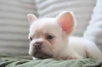 Stanley, a male French Bulldog for sale in Millersburg, IN – 6 of 6