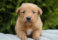 Odie, a male Golden Retriever for sale in Millersburg, IN – Photo 4 of 4