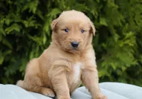 Odie, a male Golden Retriever for sale in Millersburg, IN – Photo 3 of 4