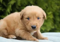 Odie, a male Golden Retriever for sale in Millersburg, IN – Photo 2 of 4