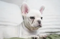 Benjamin , a male French Bulldog for sale in Millersburg, IN – 3 of 5