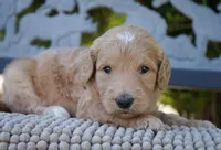 Chanel, a female Goldendoodle for sale in Millersburg, IN – 2 of 4