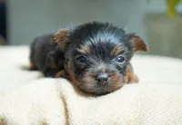 Buttons, a male Yorkshire Terrier for sale in Millersburg, IN – 3 of 4
