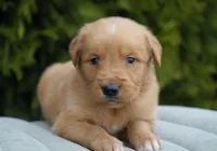 Ranger, a male Golden Retriever for sale in Millersburg, IN – Photo 4 of 4