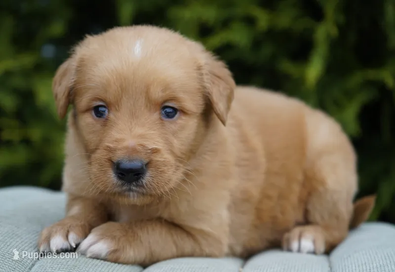 Ranger – Golden Retriever puppy on hold in Millersburg, IN