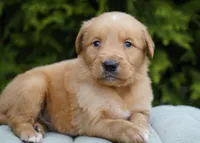 Ranger, a male Golden Retriever for sale in Millersburg, IN – Photo 2 of 4