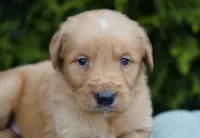 Ranger, a male Golden Retriever for sale in Millersburg, IN – Photo 3 of 4