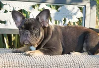 Truffle , a female French Bulldog for sale in Millersburg, IN – 3 of 5