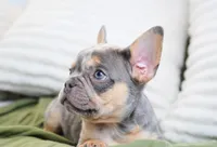 Oliver, a male French Bulldog for sale in Millersburg, IN – 4 of 6