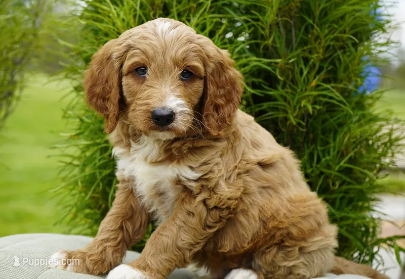 Waffle – Goldendoodle puppy for sale in Millersburg, IN