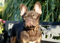 Olivia, a female French Bulldog for sale in Millersburg, IN – 3 of 5
