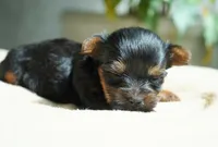 Mabel, a female Yorkshire Terrier for sale in Millersburg, IN – 3 of 5