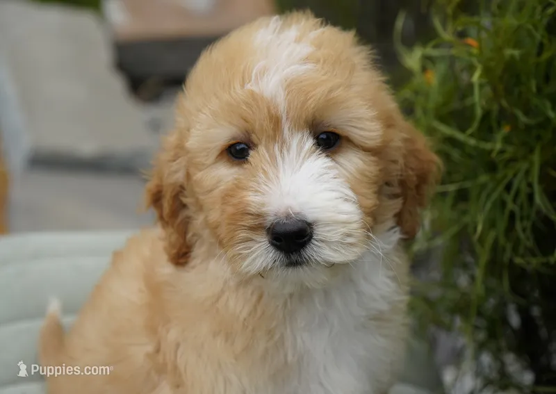 Aurora – Miniature Goldendoodle puppy for sale in Millersburg, IN