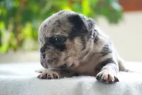 Polly, a female French Bulldog for sale in Millersburg, IN – 3 of 4