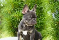 Olivia, a female French Bulldog for sale in Millersburg, IN – 1 of 6