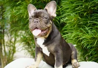 Truffle , a female French Bulldog for sale in Millersburg, IN – 3 of 5