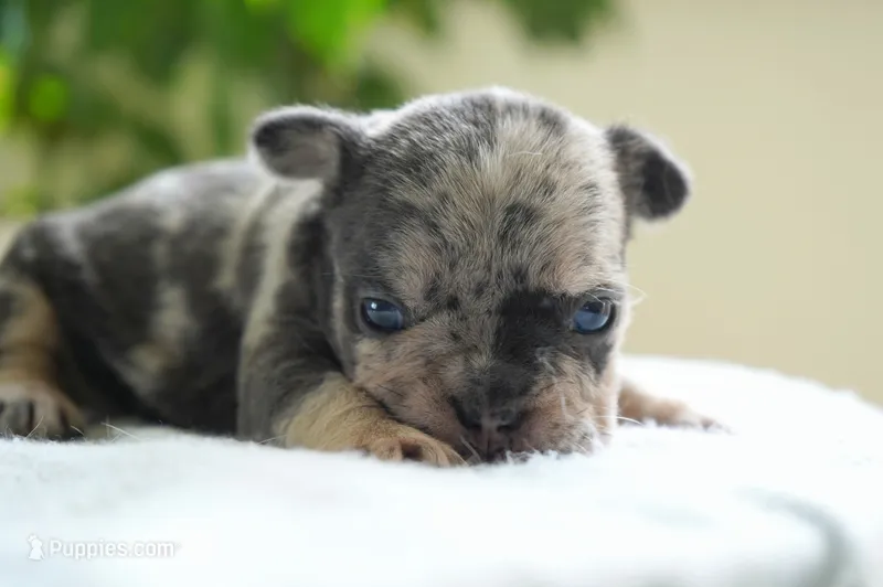 Polly – French Bulldog puppy for sale in Millersburg, IN