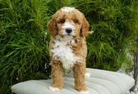 Biscuit, a male Goldendoodle for sale in Millersburg, IN – 2 of 5