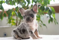 Aspen, a female French Bulldog for sale in Millersburg, IN – 5 of 6