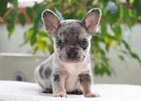 Aspen, a female French Bulldog for sale in Millersburg, IN – 2 of 6