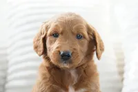Lumi, a female Goldendoodle for sale in Millersburg, IN – 8 of 8