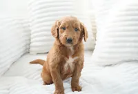 Lumi, a female Goldendoodle for sale in Millersburg, IN – 3 of 8