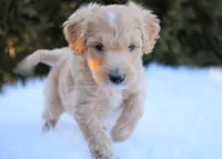 Nolan, a male Goldendoodle for sale in Millersburg, IN – Photo 3 of 3