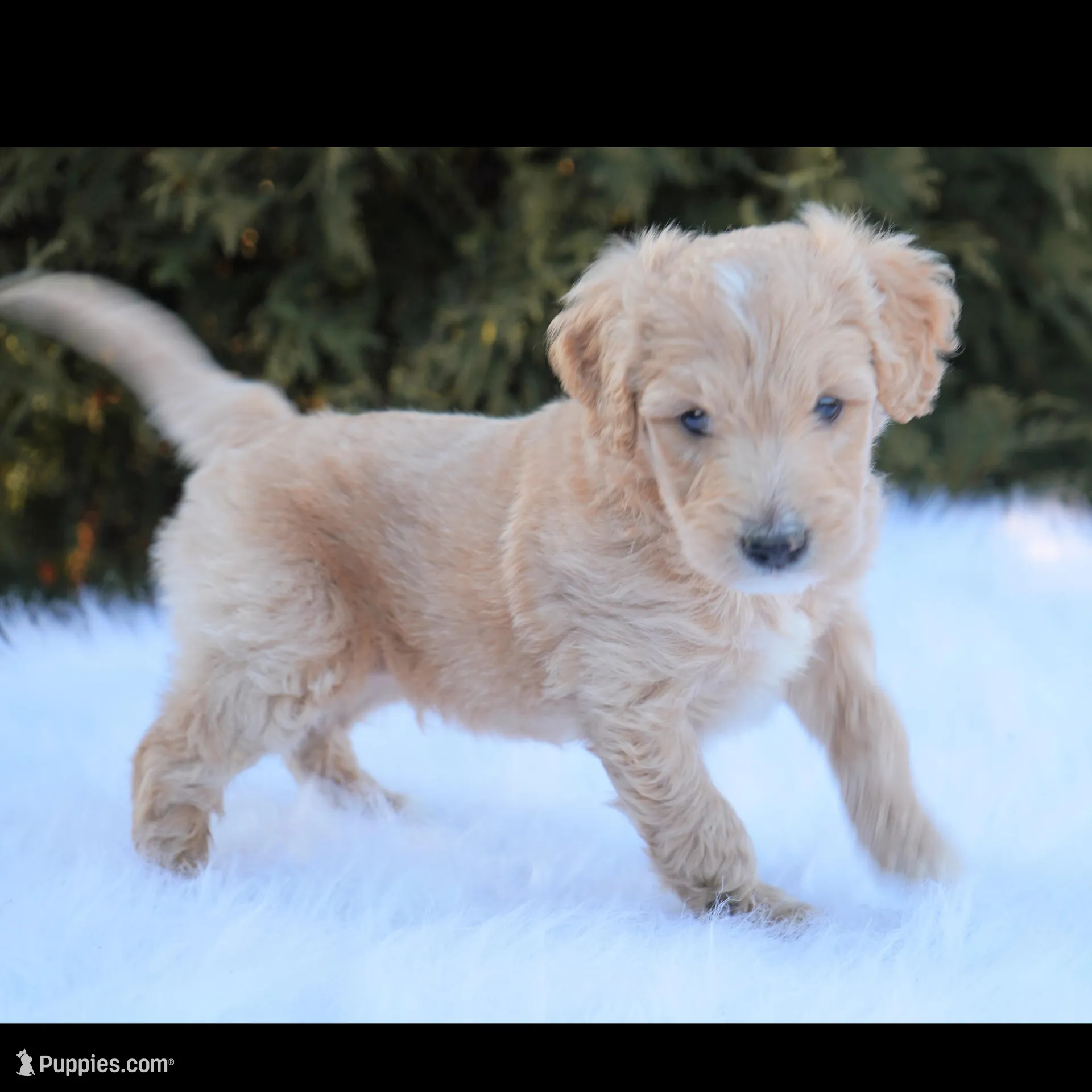 Nolan, a male Goldendoodle for sale in Millersburg, IN – Photo 2 of 3