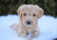 Nolan, a male Goldendoodle for sale in Millersburg, IN – Photo 1 of 3