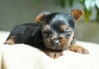 Gizmo, a male Yorkshire Terrier for sale in Millersburg, IN – 5 of 5