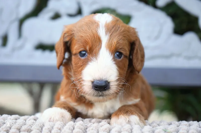 Nala  – Goldendoodle puppy for sale in Millersburg, IN