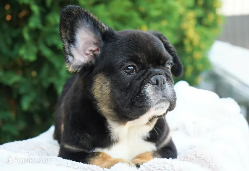 Panda – French Bulldog puppy for sale in Millersburg, IN