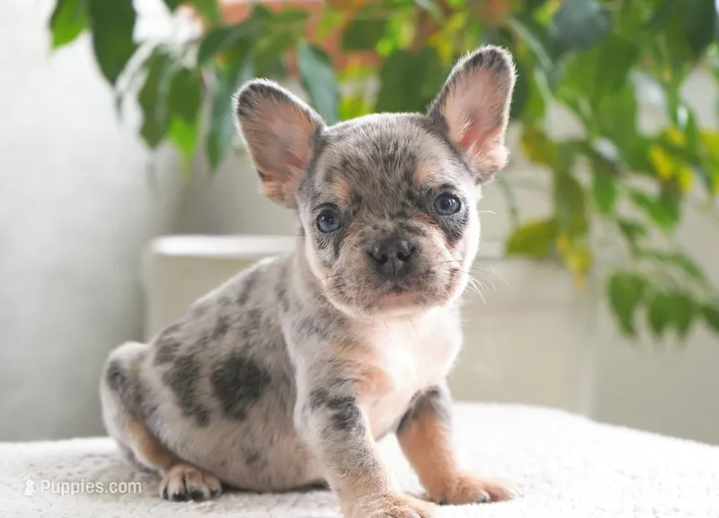Aspen – French Bulldog puppy for sale in Millersburg, IN