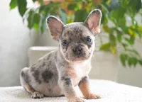 Aspen, a female French Bulldog for sale in Millersburg, IN – 1 of 6