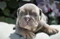 Diesel , a male English Bulldog and Olde English Bulldogge for sale in Millersburg, IN – 4 of 4
