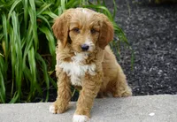 Waffle, a male Goldendoodle for sale in Millersburg, IN – 2 of 4