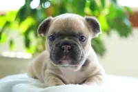 Poppy, a female French Bulldog for sale in Millersburg, IN – 1 of 5