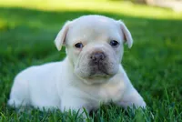 Paris, a female French Bulldog for sale in Millersburg, IN – 3 of 5