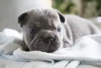Bruno , a male French Bulldog for sale in Millersburg, IN – 4 of 4