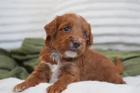 Peggy, a female Miniature Goldendoodle for sale in Millersburg, IN – 8 of 8