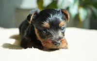 Winnie, a female Yorkshire Terrier for sale in Millersburg, IN – 4 of 6