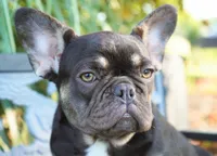 Mochi, a female French Bulldog for sale in Millersburg, IN – 5 of 10