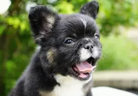 Panda, a male French Bulldog for sale in Millersburg, IN – 7 of 8