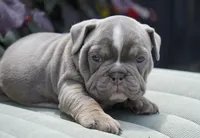 Rosie, a female English Bulldog and Olde English Bulldogge for sale in Millersburg, IN – 3 of 4