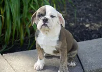 Pebble, a female English Bulldog and Olde Boston Bulldogge for sale in Millersburg, IN – 3 of 3