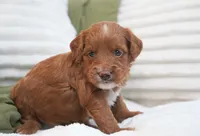 Peggy, a female Miniature Goldendoodle for sale in Millersburg, IN – 7 of 8