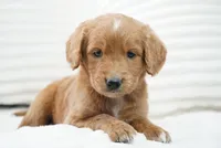 Alexis , a female Goldendoodle for sale in Millersburg, IN – 3 of 4