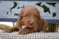 Goose , a male Goldendoodle for sale in Millersburg, IN – 4 of 5