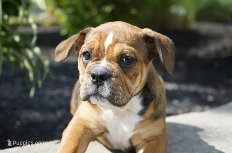 Archie – English Bulldog, Olde English Bulldogge puppy for sale in Millersburg, IN